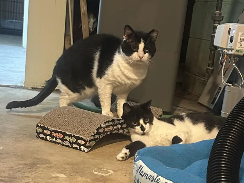 Sylvester thumbnail 5
