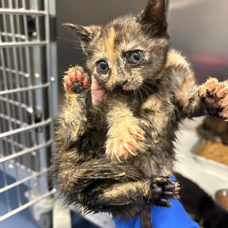 A baby small-sized female Tortoiseshell Domestic Short Hair cat named Spaceship Earth for adoption in Greensboro, NC