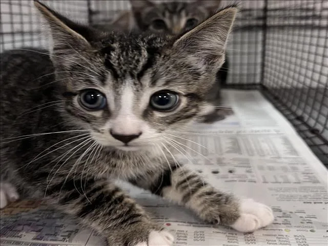 A baby small-sized male Domestic Short Hair cat named Chandler for adoption in Los Angeles, CA