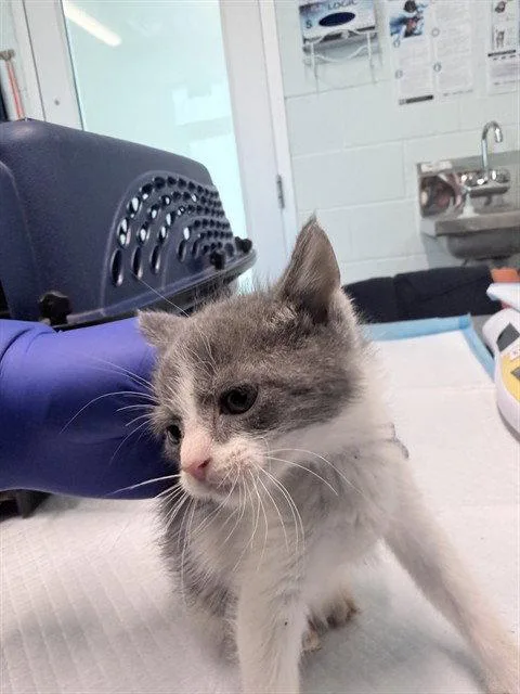 A baby small-sized female Gray / Blue / Silver Domestic Short Hair cat named Dory for adoption in Tavares, FL