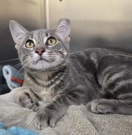 A baby medium-sized female Domestic Short Hair cat named Carbonara for adoption in Westland, MI