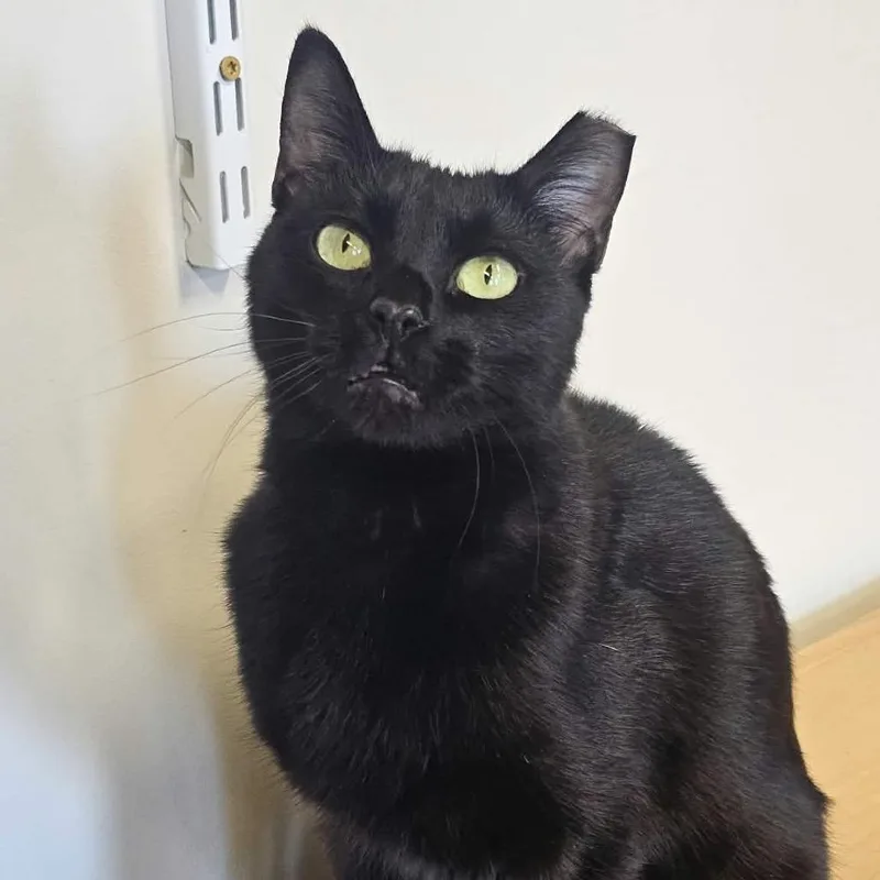 An adult medium-sized female Domestic Short Hair cat named Moonflower for adoption in Nashville, TN