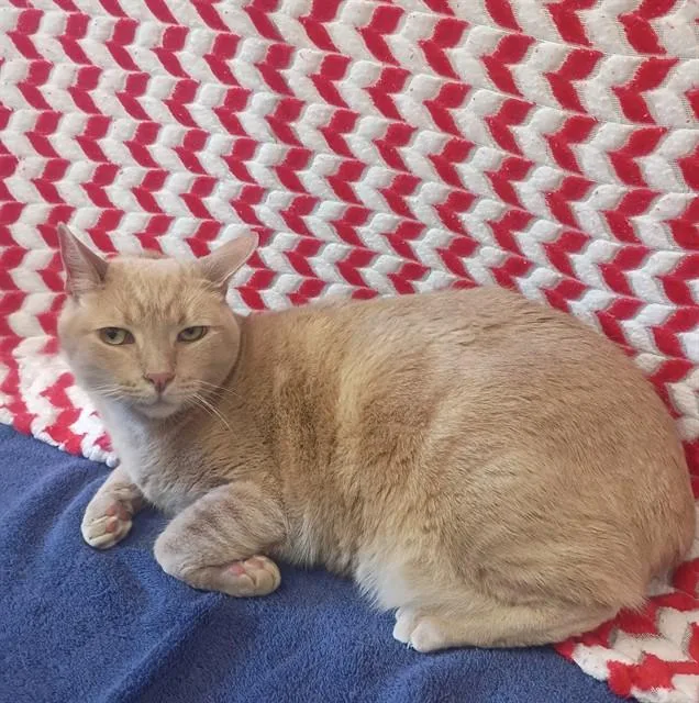 An adult medium-sized female Domestic Short Hair cat named Clarice for adoption in Castaic, CA
