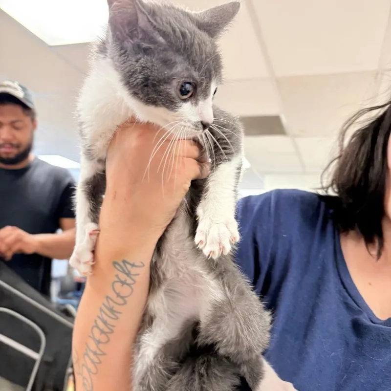A baby small-sized female Gray / Blue / Silver Domestic Short Hair cat named Yuta for adoption in Philadelphia, PA