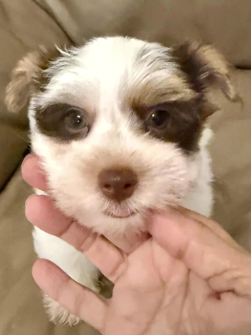 Purebred Yorkie Pup BIRO thumbnail 3