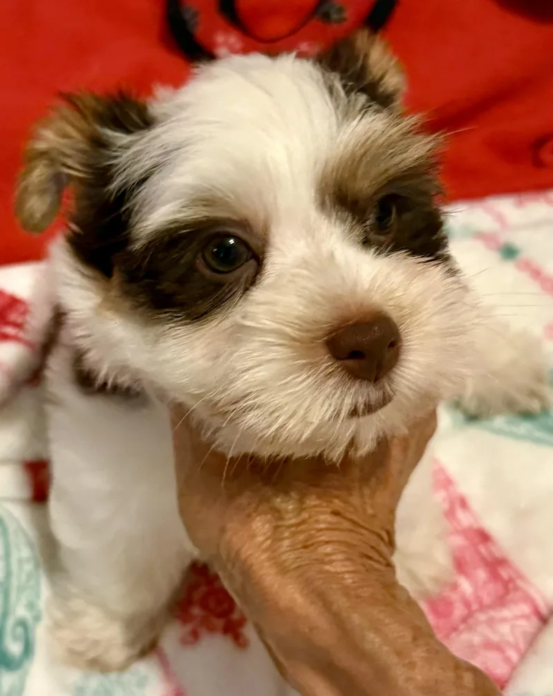 Purebred Yorkie Pup BIRO thumbnail 4