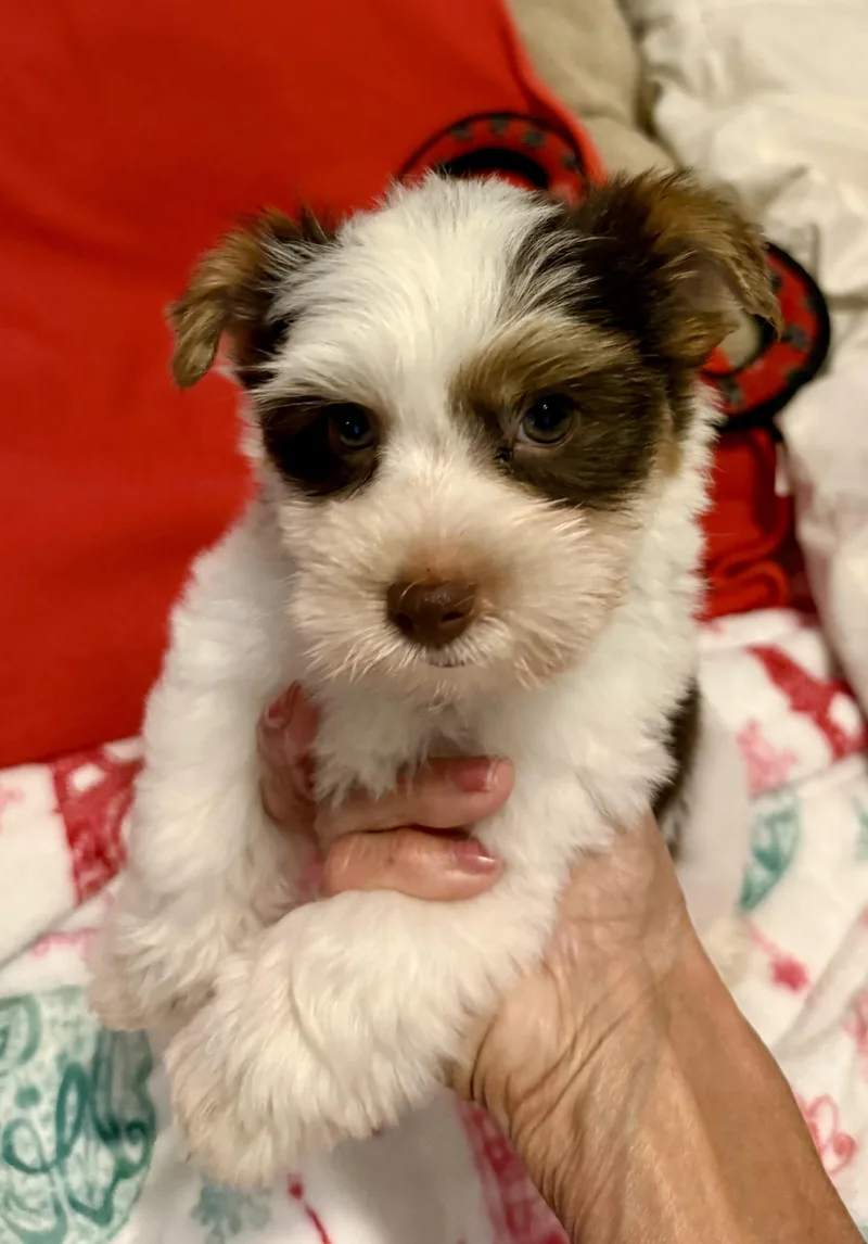 Purebred Yorkie Pup BIRO thumbnail 5