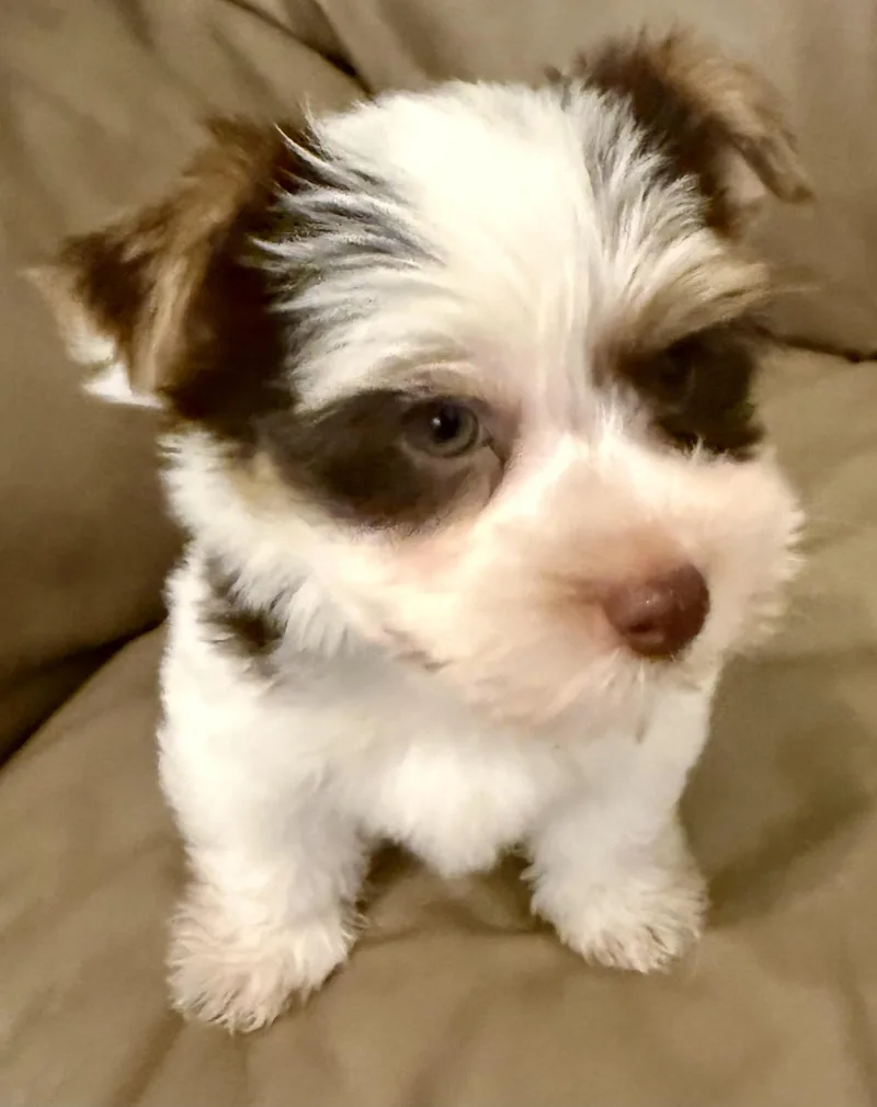 Purebred Yorkie Pup BIRO thumbnail 6