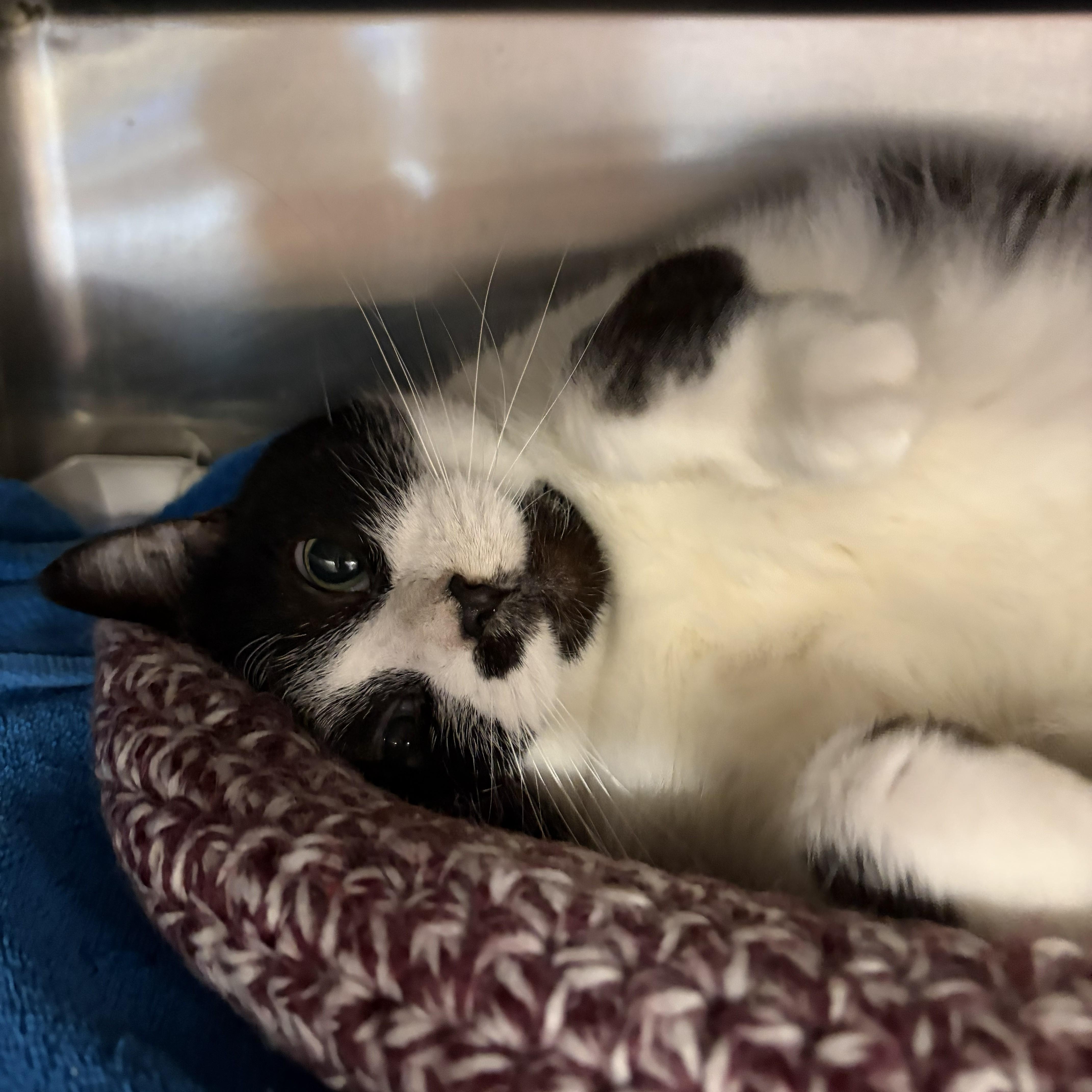 An adult medium-sized female Black & White / Tuxedo Domestic Short Hair cat named Oreo for adoption in Royal Oak, MI