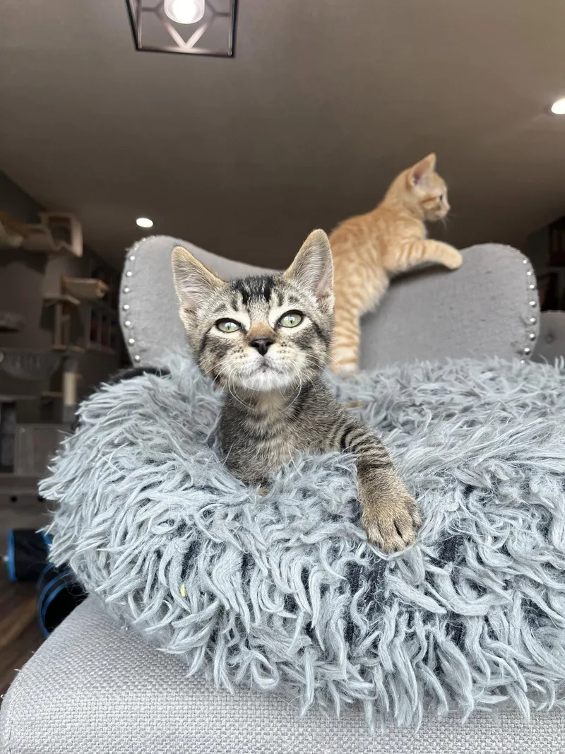 A young small-sized male Domestic Short Hair cat named Captain Jack Sparrow for adoption in Aurora, CO