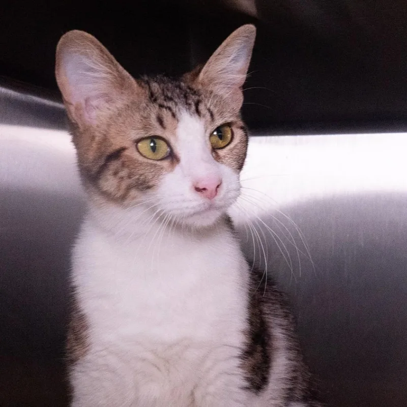 A baby medium-sized female Domestic Short Hair cat named Ellie Lu for adoption in Shoreline, WA