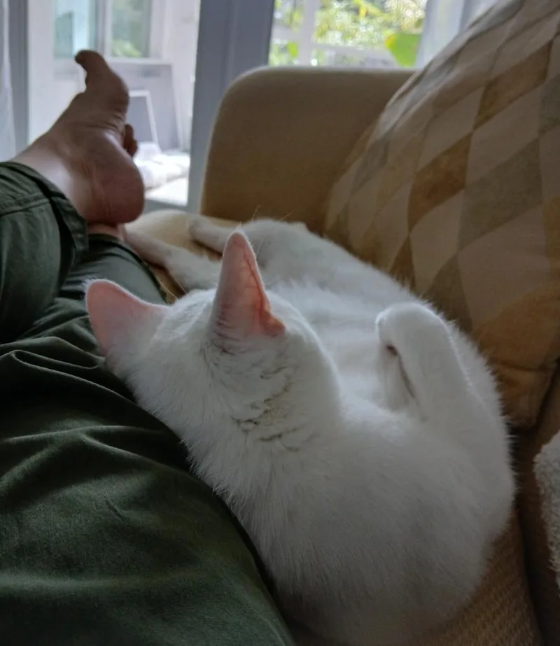 An adult large-sized female White Domestic Short Hair cat named Vivian for adoption in Wellington, FL