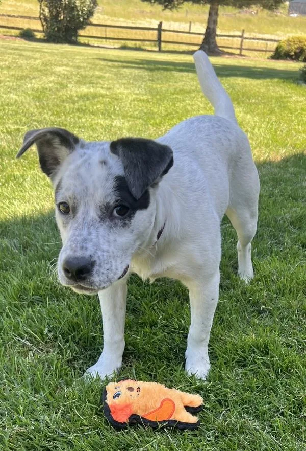 A baby medium-sized female Australian Cattle Dog / Blue Heeler dog named Annie for adoption in Vancouver, WA