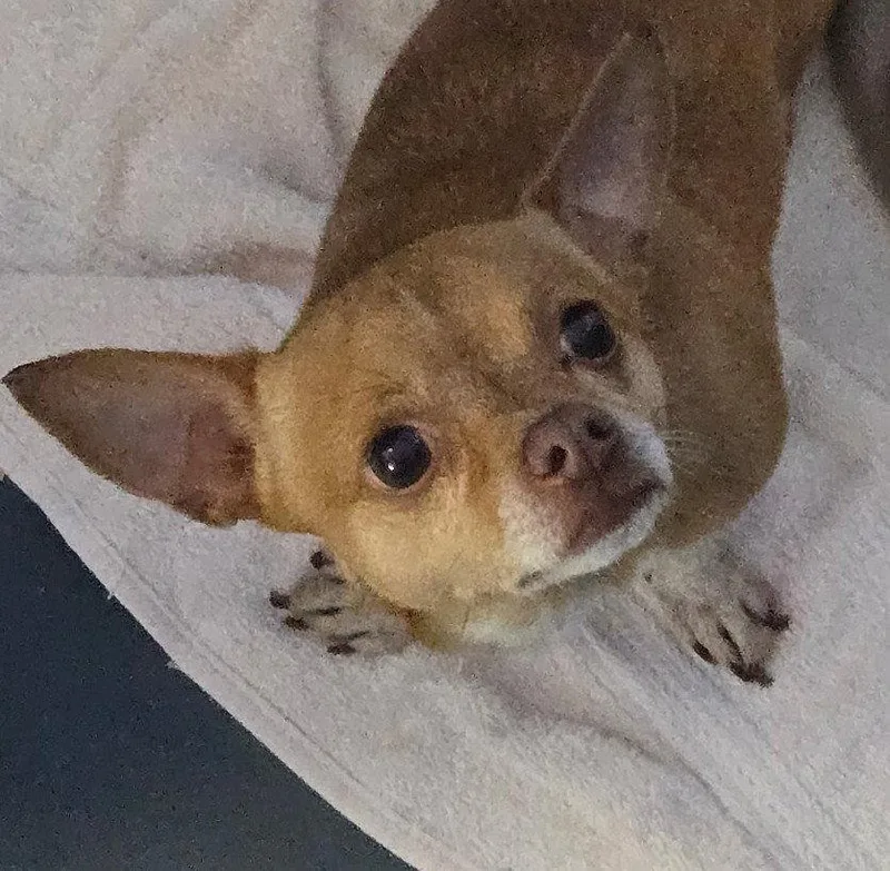 An adult small-sized male Chihuahua dog named Charlie for adoption in Oakland Park, FL