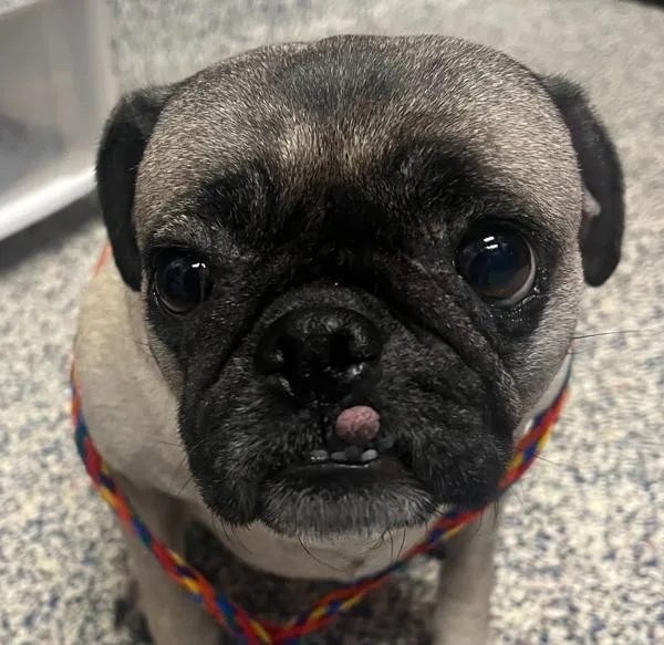 An adult small-sized male Pug dog named Baguette for adoption in Golden, CO