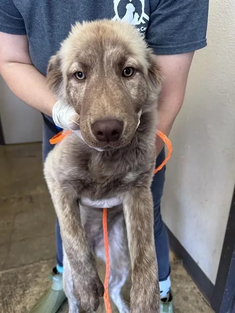 A baby medium-sized female Anatolian Shepherd dog named Belle for adoption in Ontario, CA