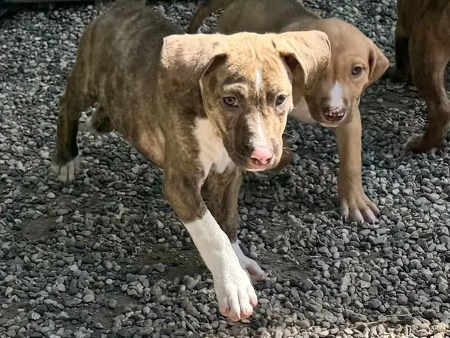 A baby small-sized female Black Mouth Cur dog named Peggy for adoption in Ames, IA