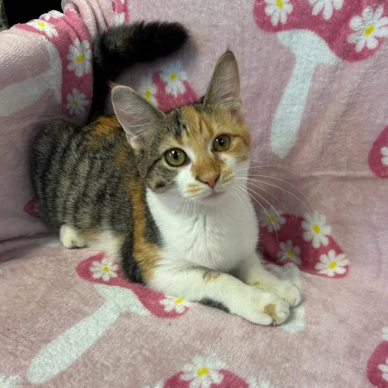 A baby small-sized female Calico Domestic Short Hair cat named Bridal for adoption in Kittanning, PA