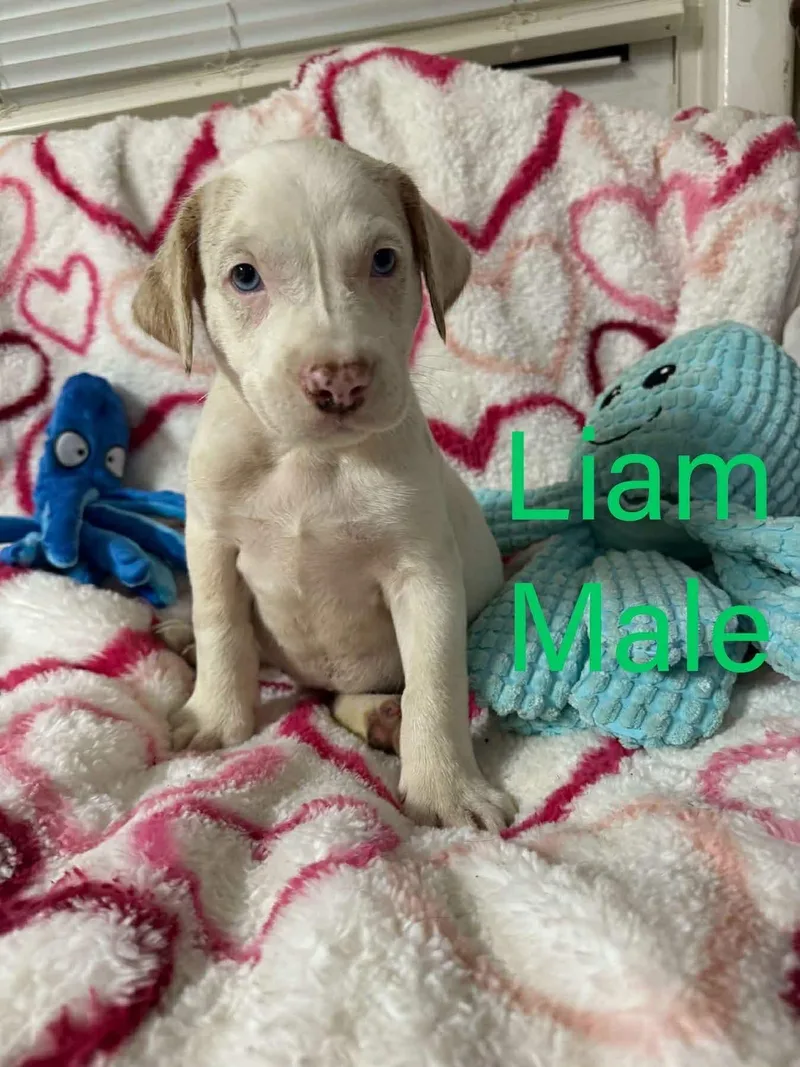 A young large-sized male Labrador Retriever dog named Liam for adoption in Pomfret Center, CT