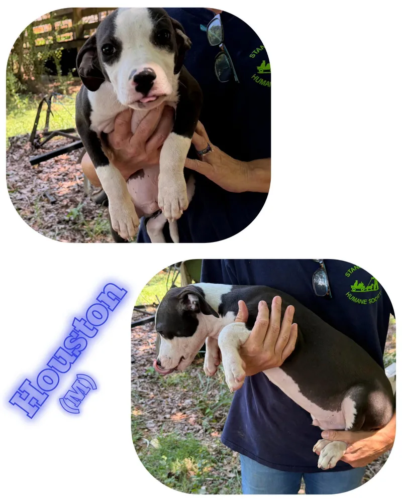 A young medium-sized male Pit Bull Terrier dog named Houston for adoption in Albemarle, NC