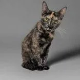 An adult medium-sized female Tortoiseshell Domestic Short Hair cat named Shale for adoption in Portsmouth, OH