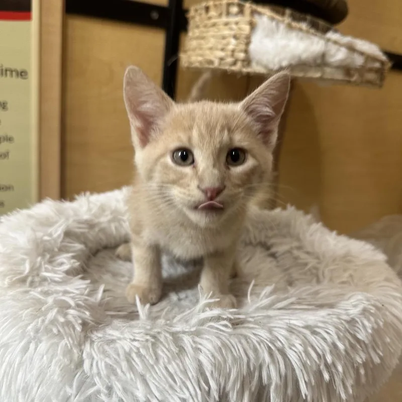 A baby small-sized male Buff / Tan / Fawn Domestic Short Hair cat named Lemon Pepper for adoption in Kyle, TX