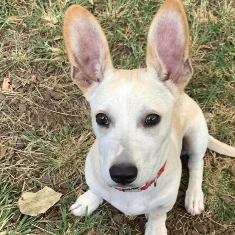 Mr. Darcy thumbnail 2