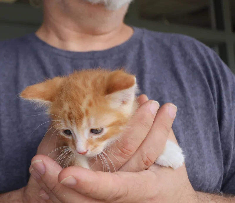 A baby medium-sized male Orange & White Domestic Short Hair cat named Gibson for adoption in Pflugerville, TX