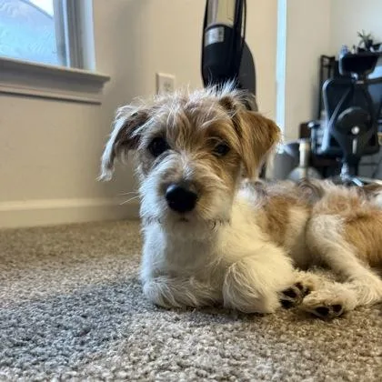 An adult small-sized male Parson Russell Terrier dog named Sloth for adoption in Merriam, KS