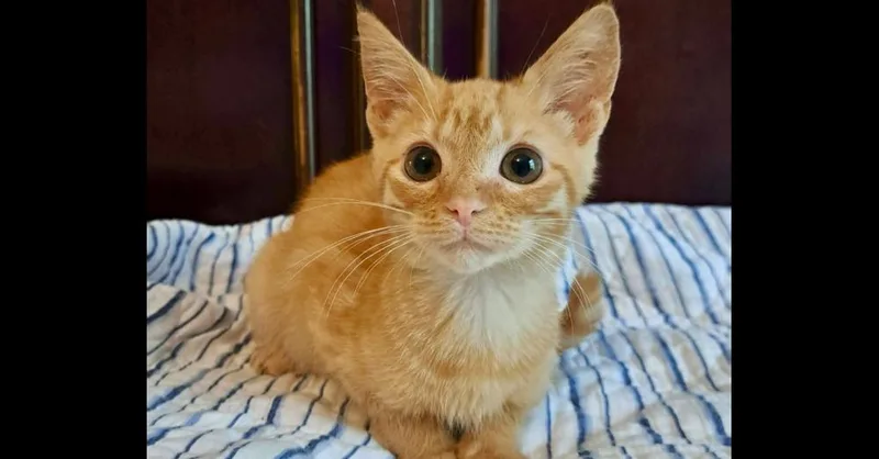 A baby small-sized male Domestic Short Hair cat named Orion for adoption in Groveland, MA