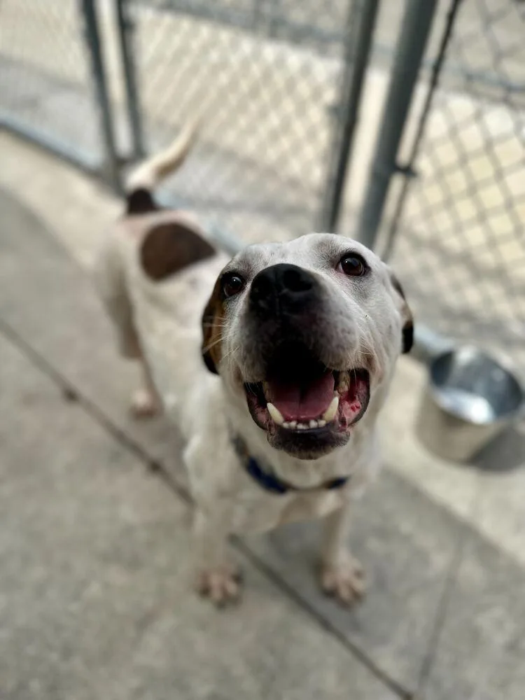 An adult medium-sized male Tricolor (Brown, Black, & White) Pit Bull Terrier dog named Syd for adoption in Bowling Green, OH