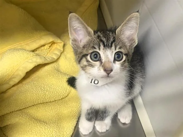 A baby small-sized female Domestic Short Hair cat named Matilda for adoption in Tustin, CA
