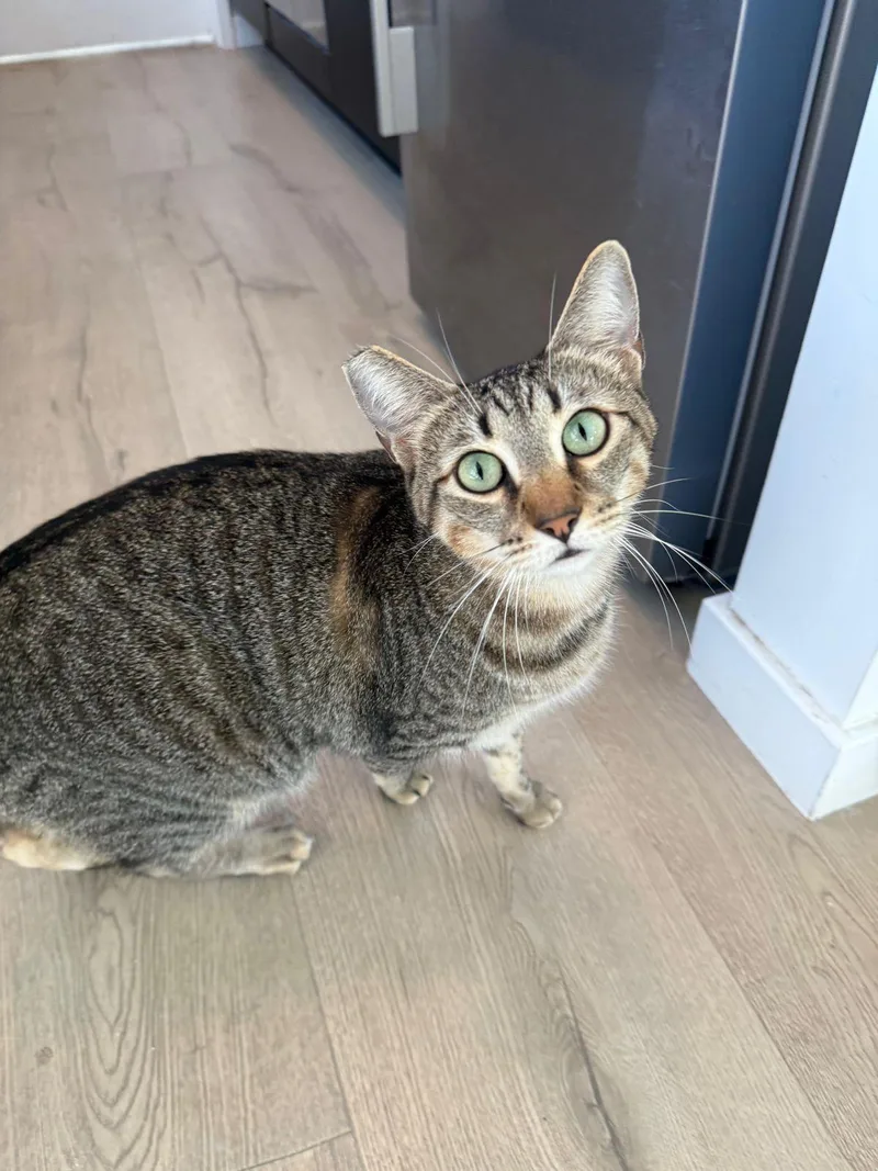 An adult medium-sized female Gray / Blue / Silver Domestic Short Hair cat named Sabrina for adoption in Los Angeles, CA