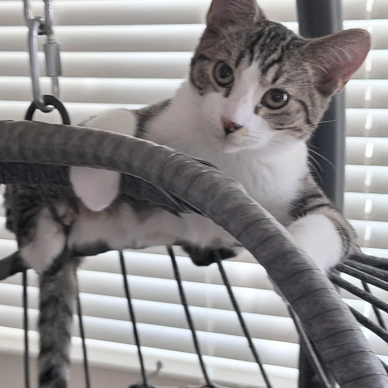 A young medium-sized male White Domestic Short Hair cat named Harry [Dunne] for adoption in Santa Monica, CA