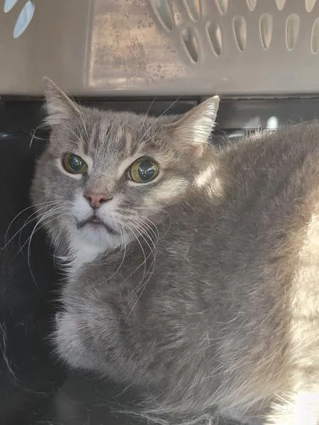 An adult medium-sized female Domestic Short Hair cat named Pen  Early for adoption in Lawrenceville, GA