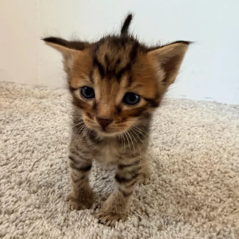 A baby small-sized male Brown / Chocolate Domestic Short Hair cat named Mufasa for adoption in North Canton, OH