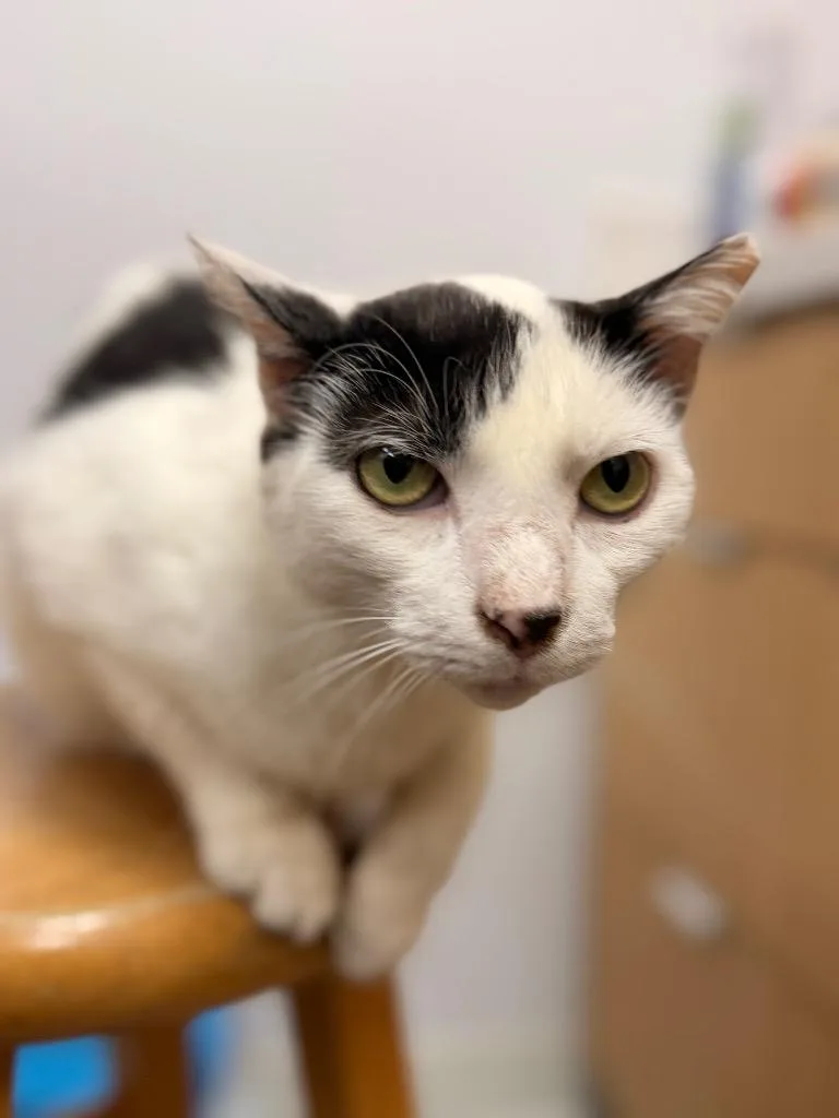 An adult small-sized female Domestic Short Hair cat named A.J. Lloyd for adoption in Hartsville, SC