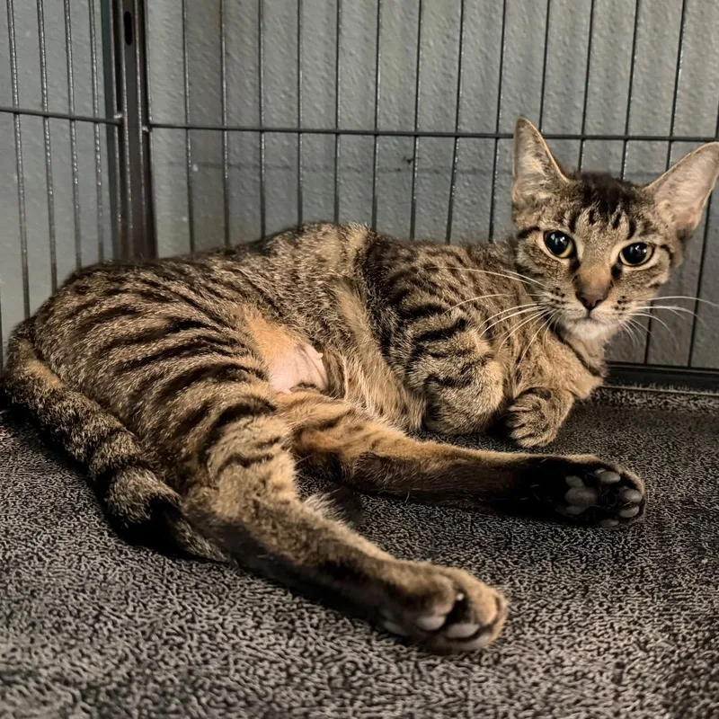 An adult medium-sized female Brown / Chocolate Domestic Short Hair cat named Strawberry Shortcake for adoption in Belleville, IL