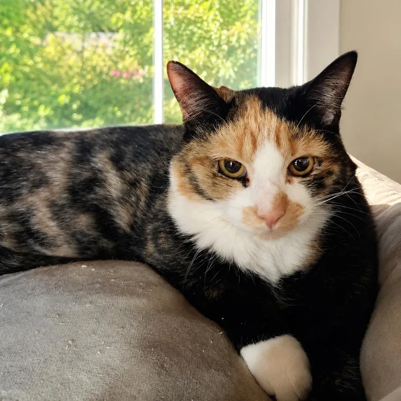 A young small-sized female Calico cat named Murmur for adoption in Maple Shade, NJ