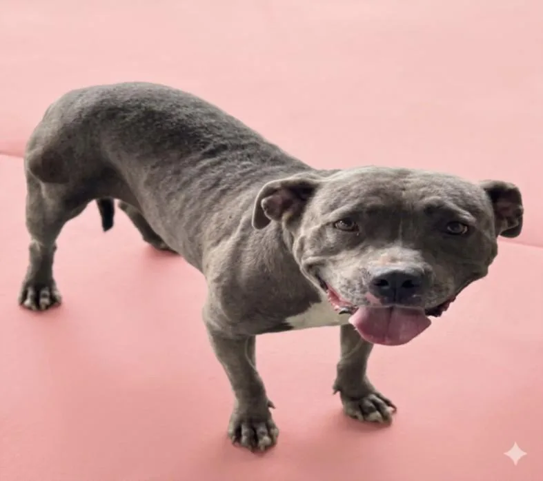 An adult large-sized female American Staffordshire Terrier dog named Aurora for adoption in Los Angeles, CA