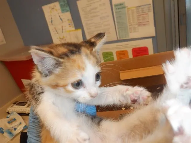 A baby small-sized female Domestic Short Hair cat named Autumn for adoption in San Jose, CA