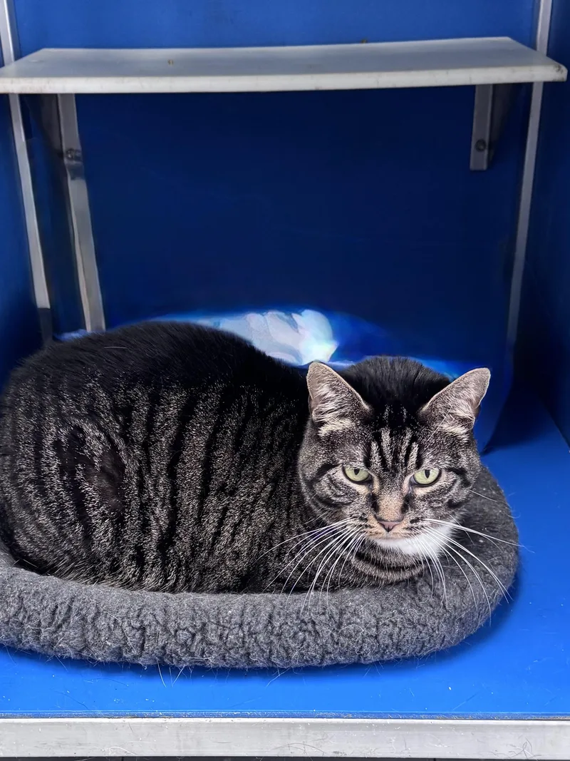 A senior large-sized female Domestic Short Hair cat named Bella for adoption in Hoopeston, IL