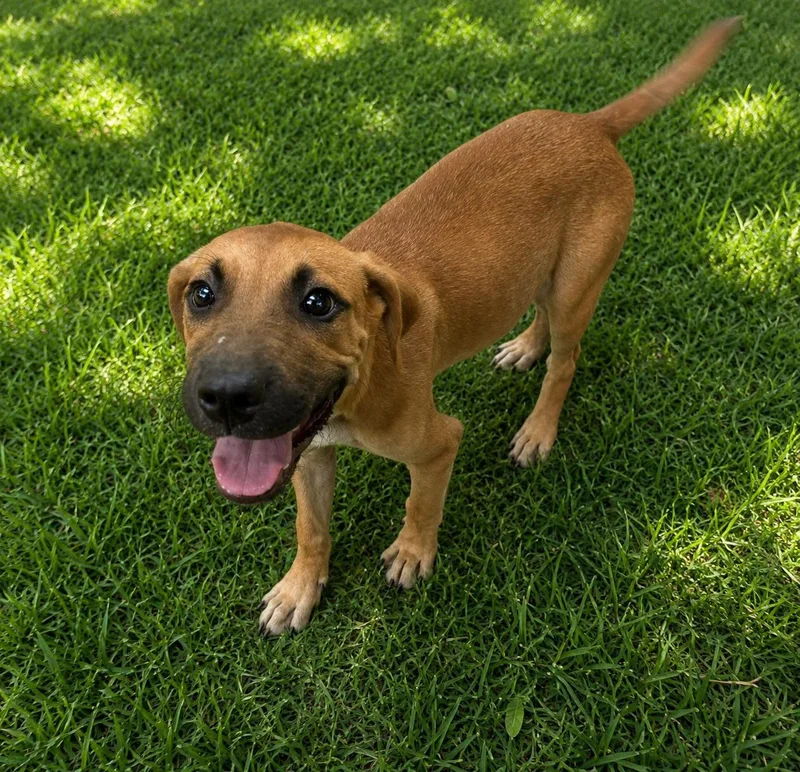 A baby medium-sized male Black Mouth Cur dog named Perch for adoption in Bandera, TX