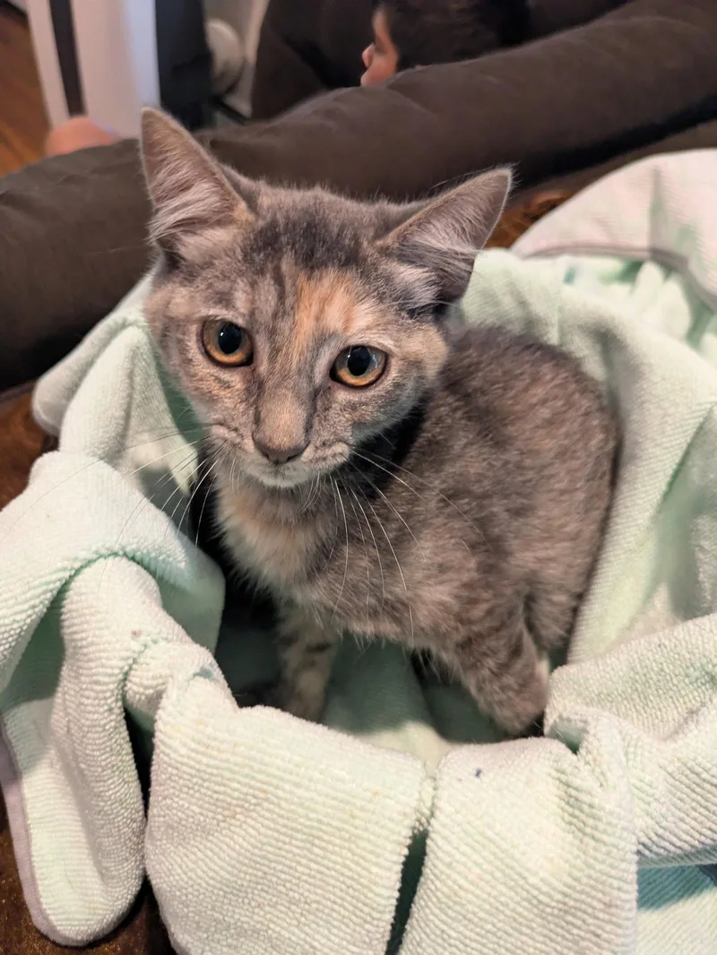 A baby medium-sized female Domestic Short Hair cat named Peanut for adoption in Stewartsville, NJ