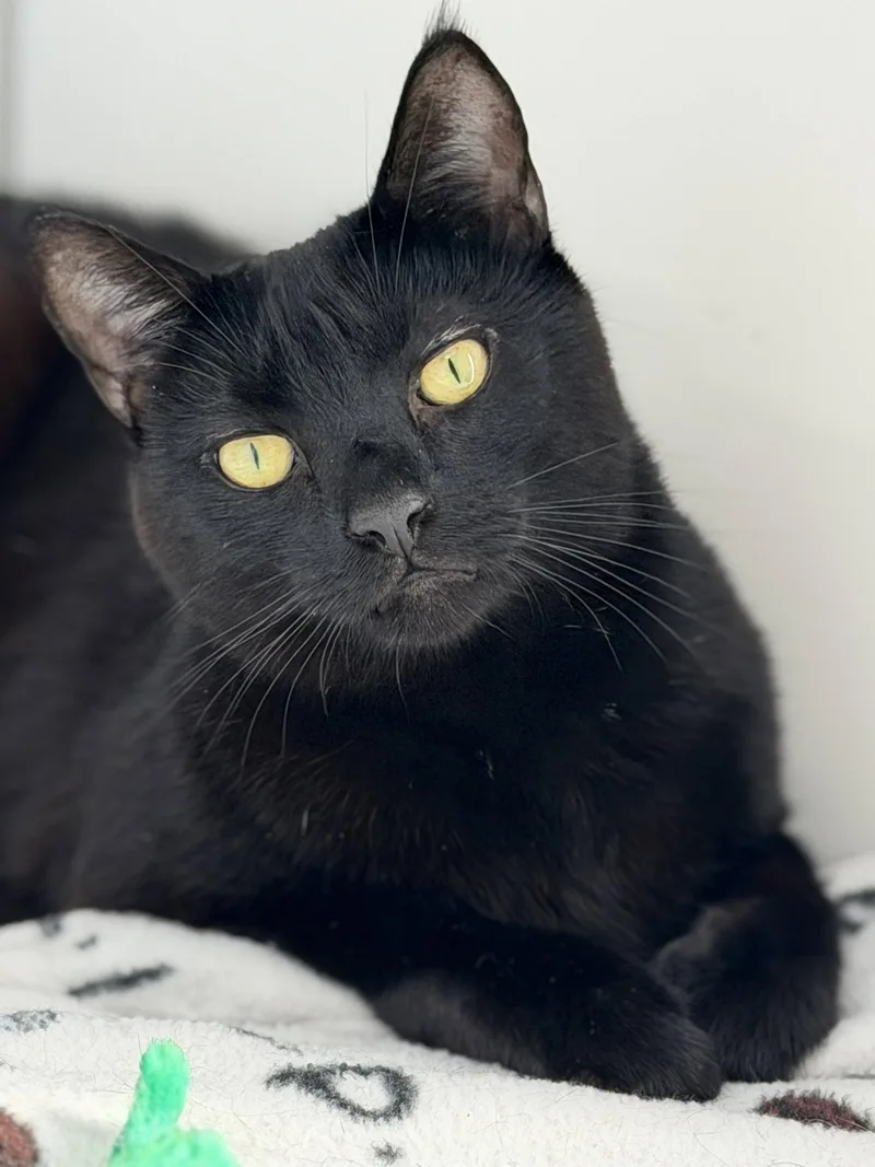 A young medium-sized male Black Domestic Short Hair cat named Shadow for adoption in Alexandria, VA