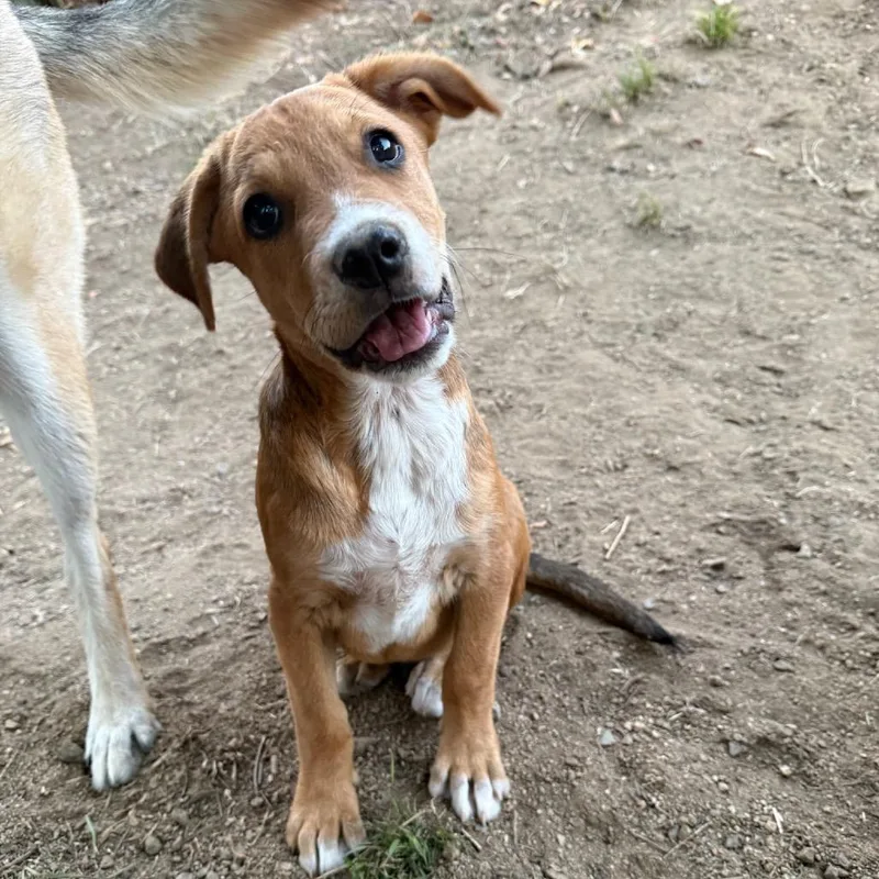 A baby medium-sized male Yellow / Tan / Blond / Fawn Terrier dog named Funyun for adoption in San Diego, CA
