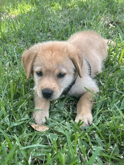 A baby small-sized female Golden Retriever dog named Penelope for adoption in Garland, TX