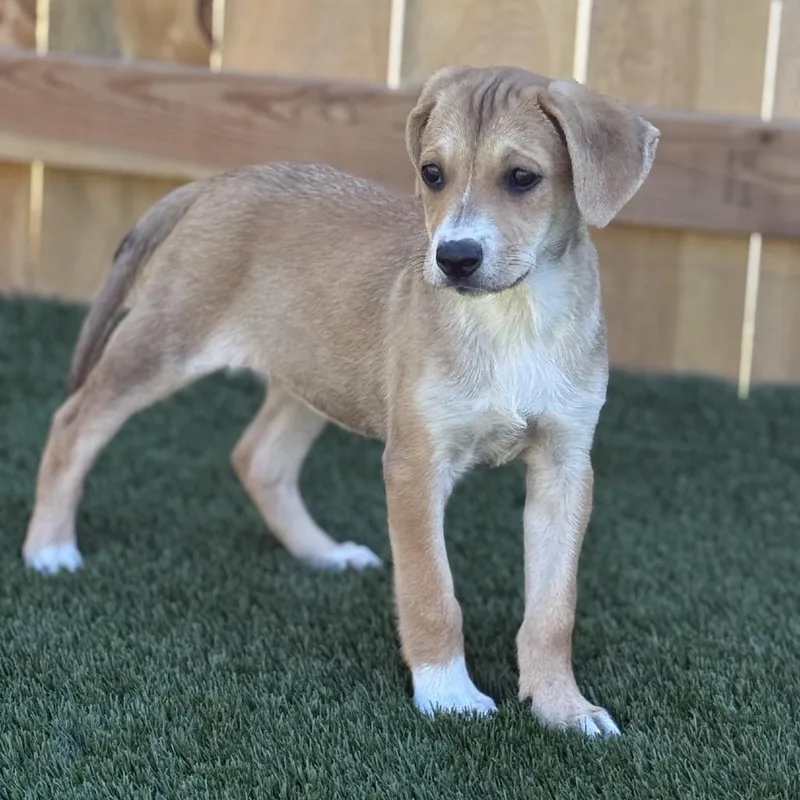 A baby medium-sized female Yellow / Tan / Blond / Fawn Hound dog named Hannah for adoption in La Grange, KY
