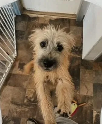 A young medium-sized female Schnauzer dog named Winnie for adoption in Centralia, IL