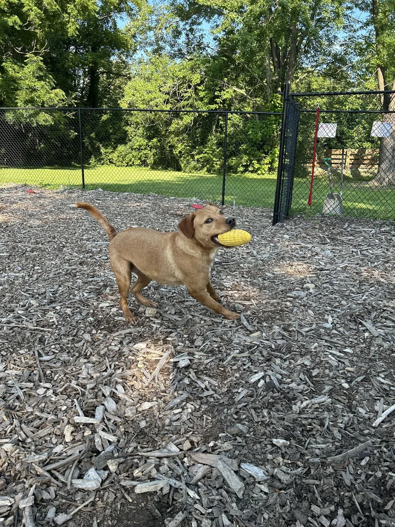 A young large-sized male Labrador Retriever dog named Wesley for adoption in Indianapolis, IN